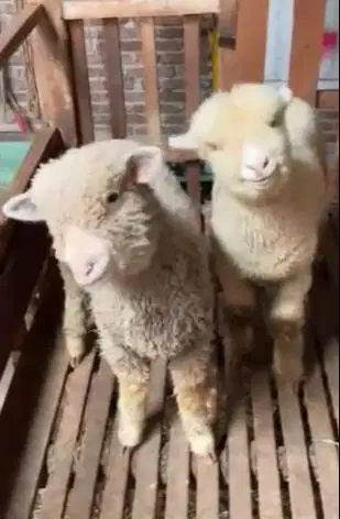 4 ekor cempe anakan domba merino 4 bln 1 jantan 3 betina lepas sapih