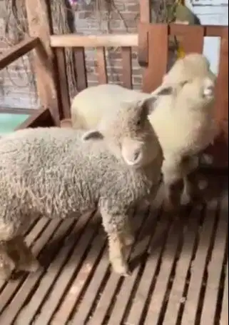 4 ekor bibit anakan domba merino 1 jantan 3 betina 4 bln lepas sapih
