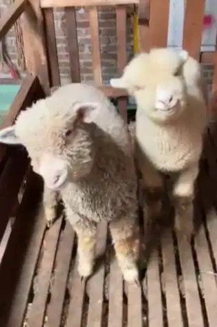 4 ekor anakan bibit domba merino 4 bln 1 jantan 3 betina lepas sapihan