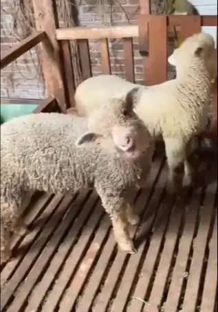 4 ekor anakan bibit domba merino 4 bln superan 1 jantan 3 betina unik