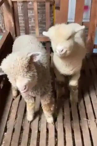 4 ekor bibit cempe anakan domba merino 4 bln 1 jantan 3 betina superan