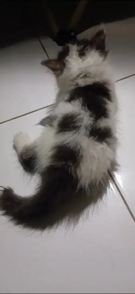 KUCING PERSIA MURAH