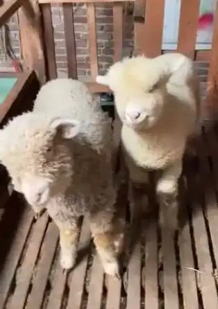 4 ekor anakan bibit domba merino 4 bln 1 jantan 3 betina superan puas