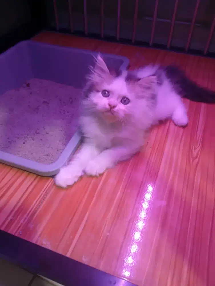 Kucing  persia medium