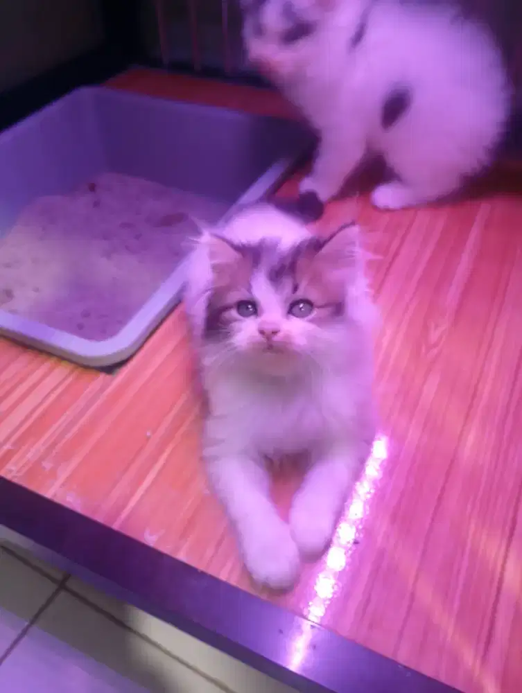 Kucing persia medium