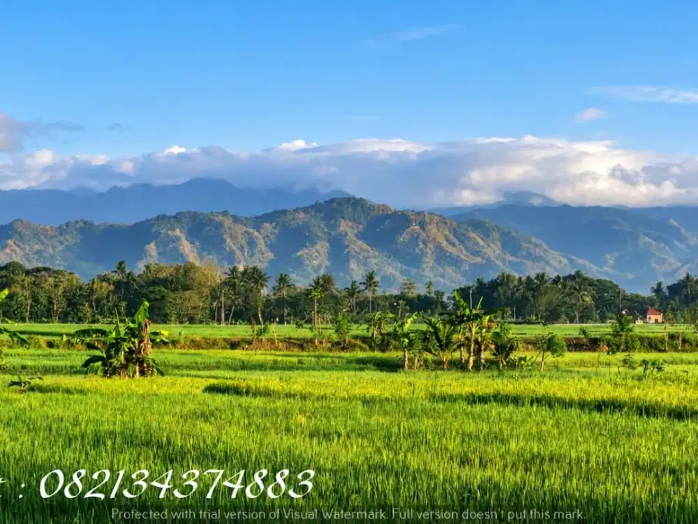 Tanah strategis dijual dekat RS Charitas Klepu Sleman, mangku aspal Jl. Kabupaten
