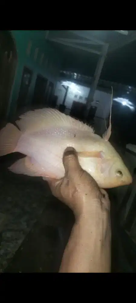Ikan gurame padang