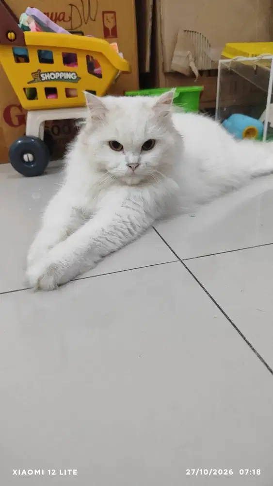 Kucing persia putih kucing persian adult kucing bulu panjang