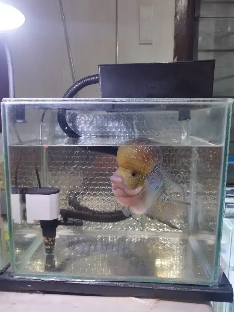 AQUARIUM FULL SET 2 BUAH PLUS IKAN LOUHAN 2 EKOR