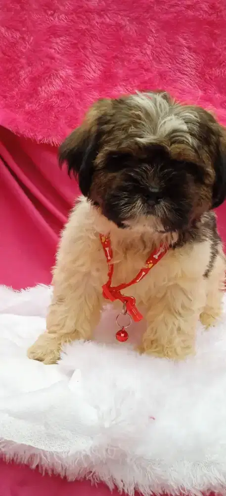 Shih Tzu puppy jantan 3bln nego