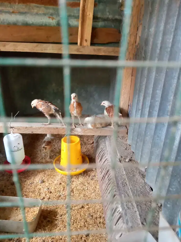 Anakan ayam kampung elba