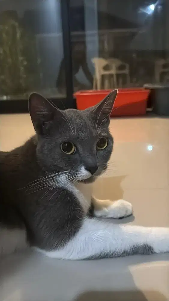 British Short Hair (BSH) Bicolor Kucing Cat Pure