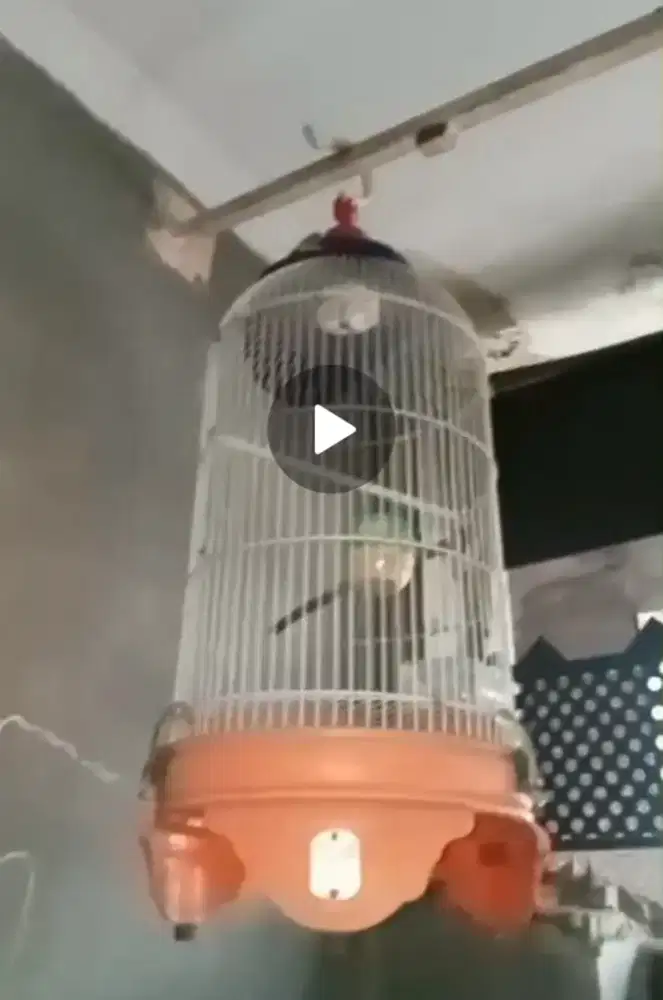 Kandang lovebird kredong