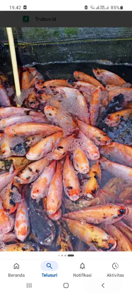 Jual Calon indukan NilaMerah SejempolTangan dewasaHrg1ekr=3rb Gk Krng