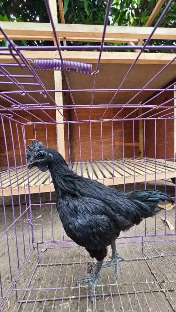 Ayam Cemani Asli