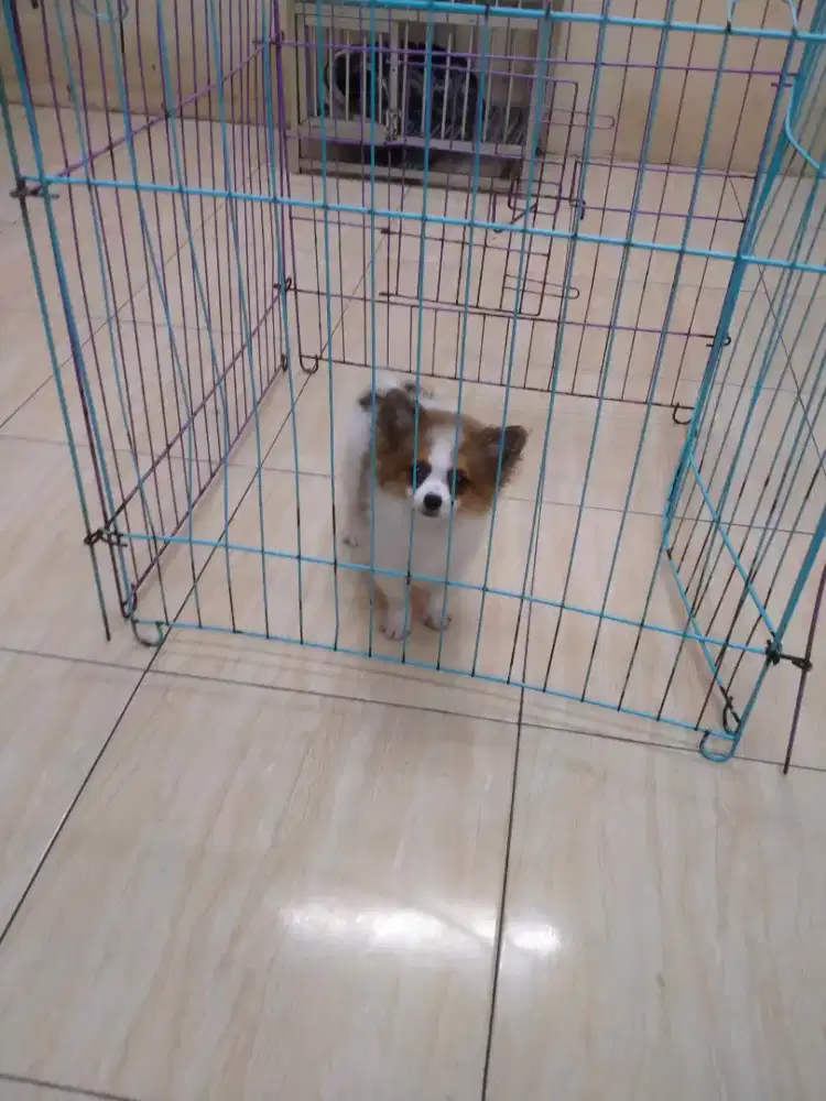 Anjing mini pom