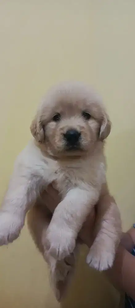 DIJUAL ANJING GOLDEN RETRIEVER MURAH