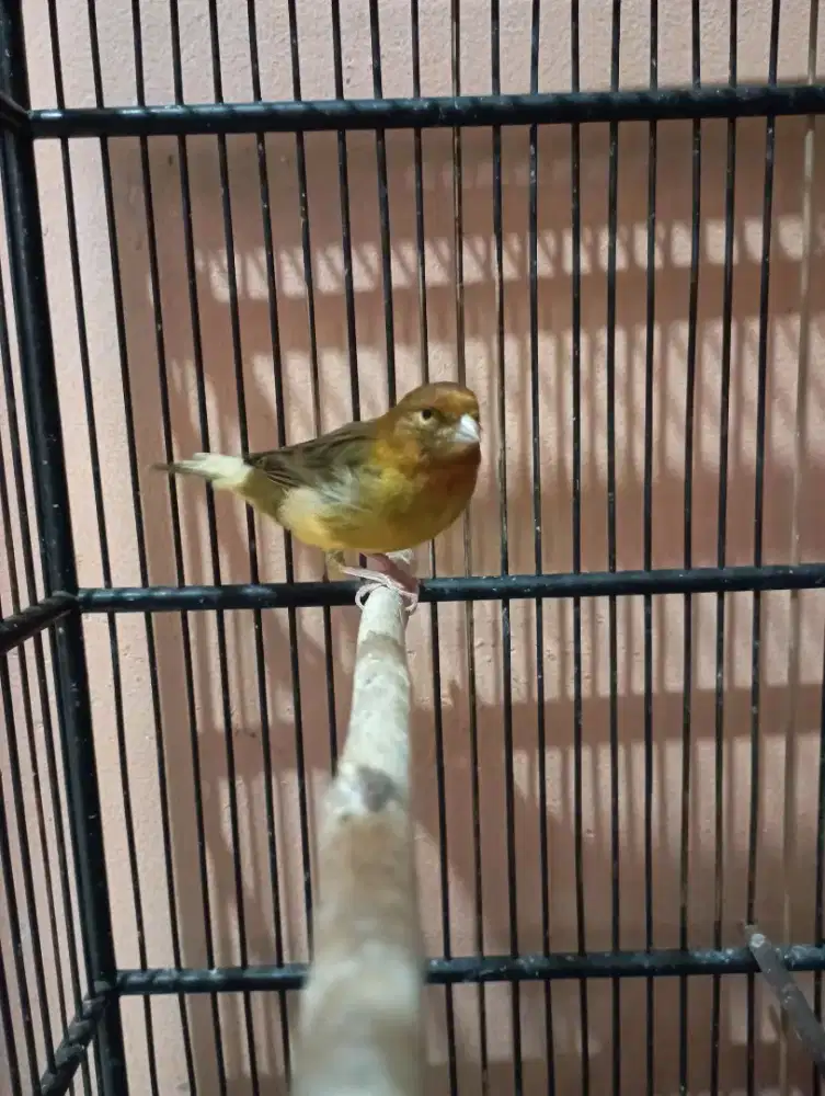Kenari Burung masteran Gacor Volume kencang