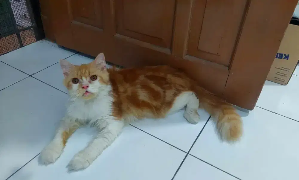 Kucing persia peaknose