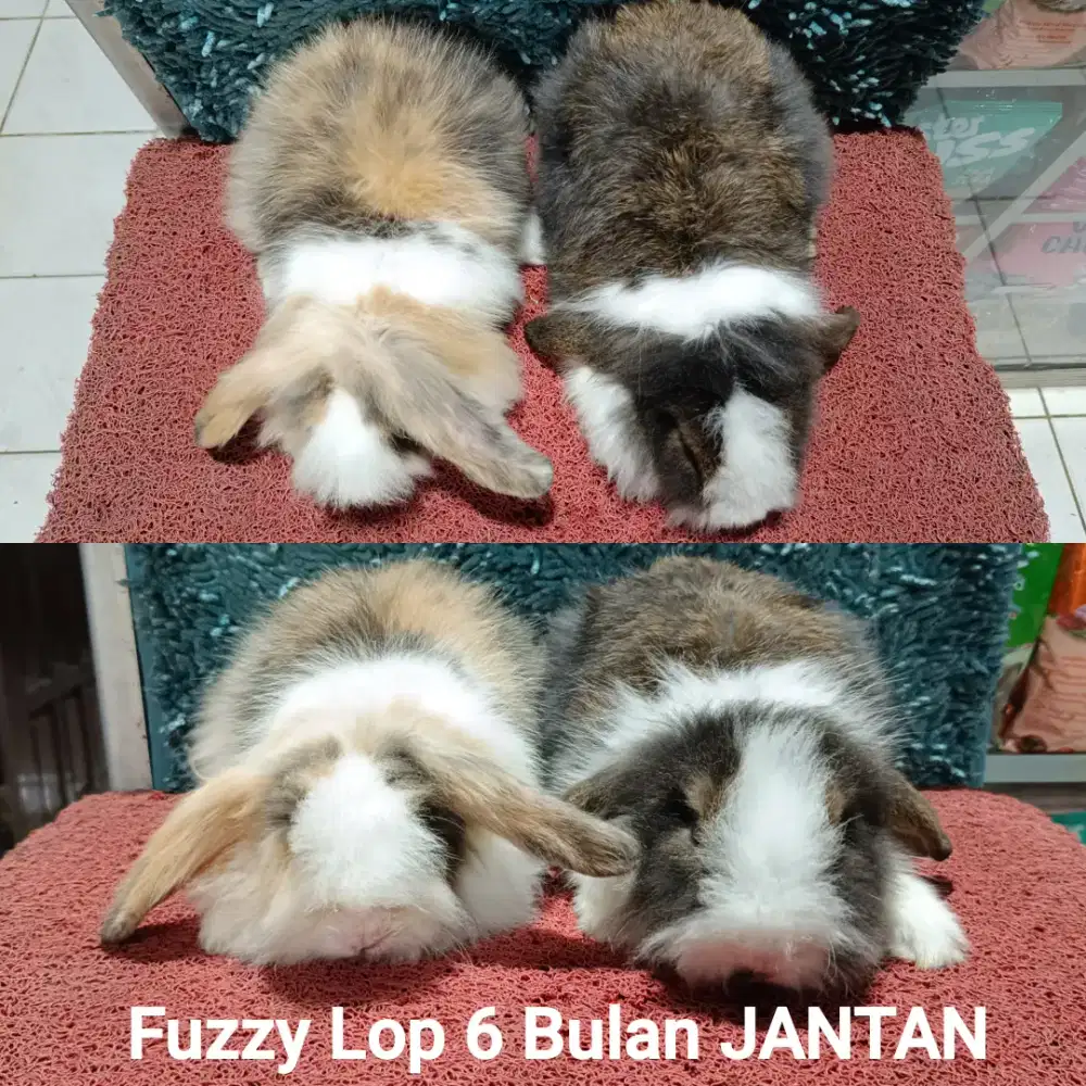 Kelinci Fuzzy lop usia 6 bulan JANTAN