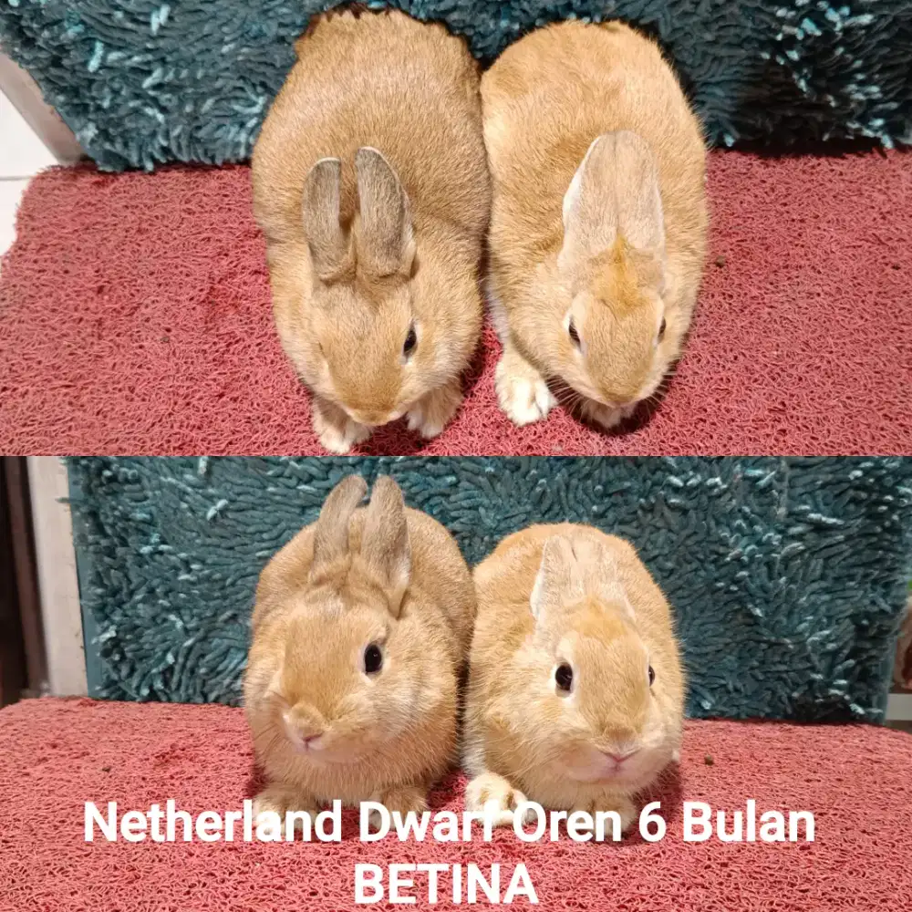 Indukan kelinci Netherland dwarf BETINA OREN usia 6 Bulan
