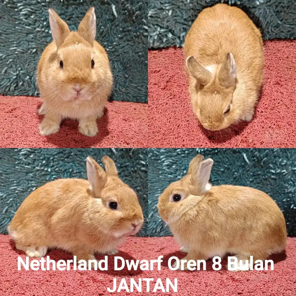 Indukan kelincinetherland dwarf JANTAN warna Oren