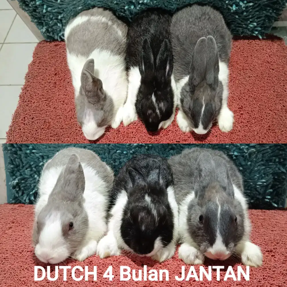 Kelinci Dutch usia 4 bulan lebih
