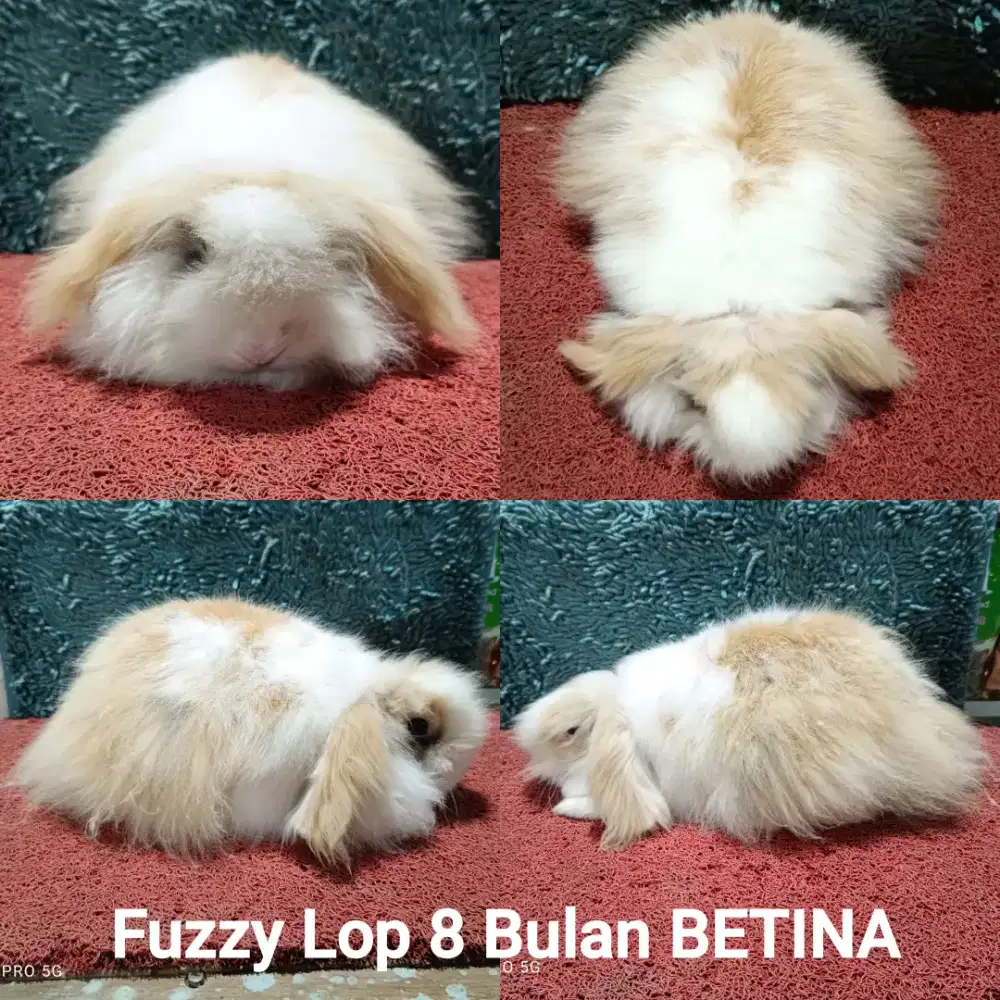 Indukan kelinci Fuzzy Lop BETINA siap Kawin