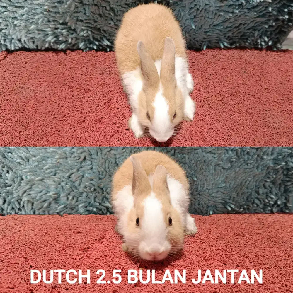 Anakan Kelinci Dutch usia 2.5 Bulan