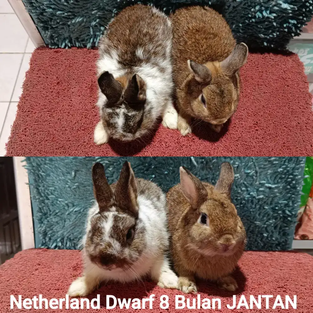 Indukan Kelinci Netherland Dwarf JANTAN siap Kawin