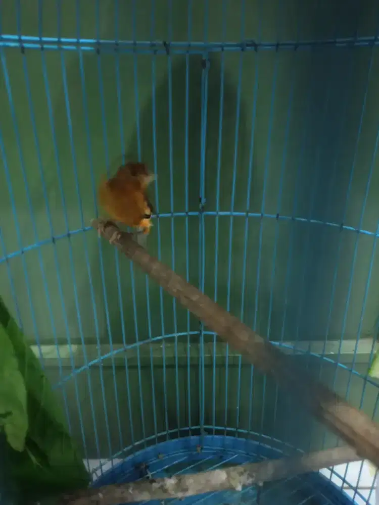 Burung kenari jenis af sf gacorrr full set plus korodong