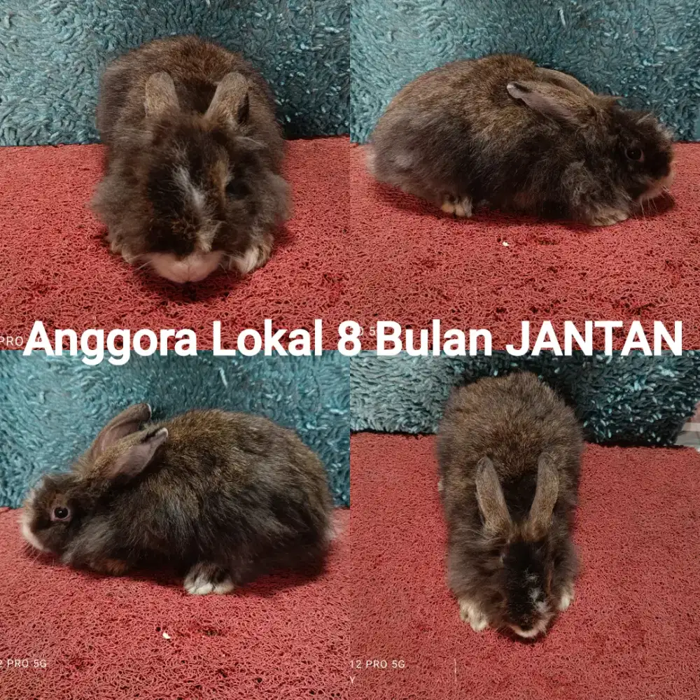 Calon Indukan Kelinci Anggora Lokal JANTAN