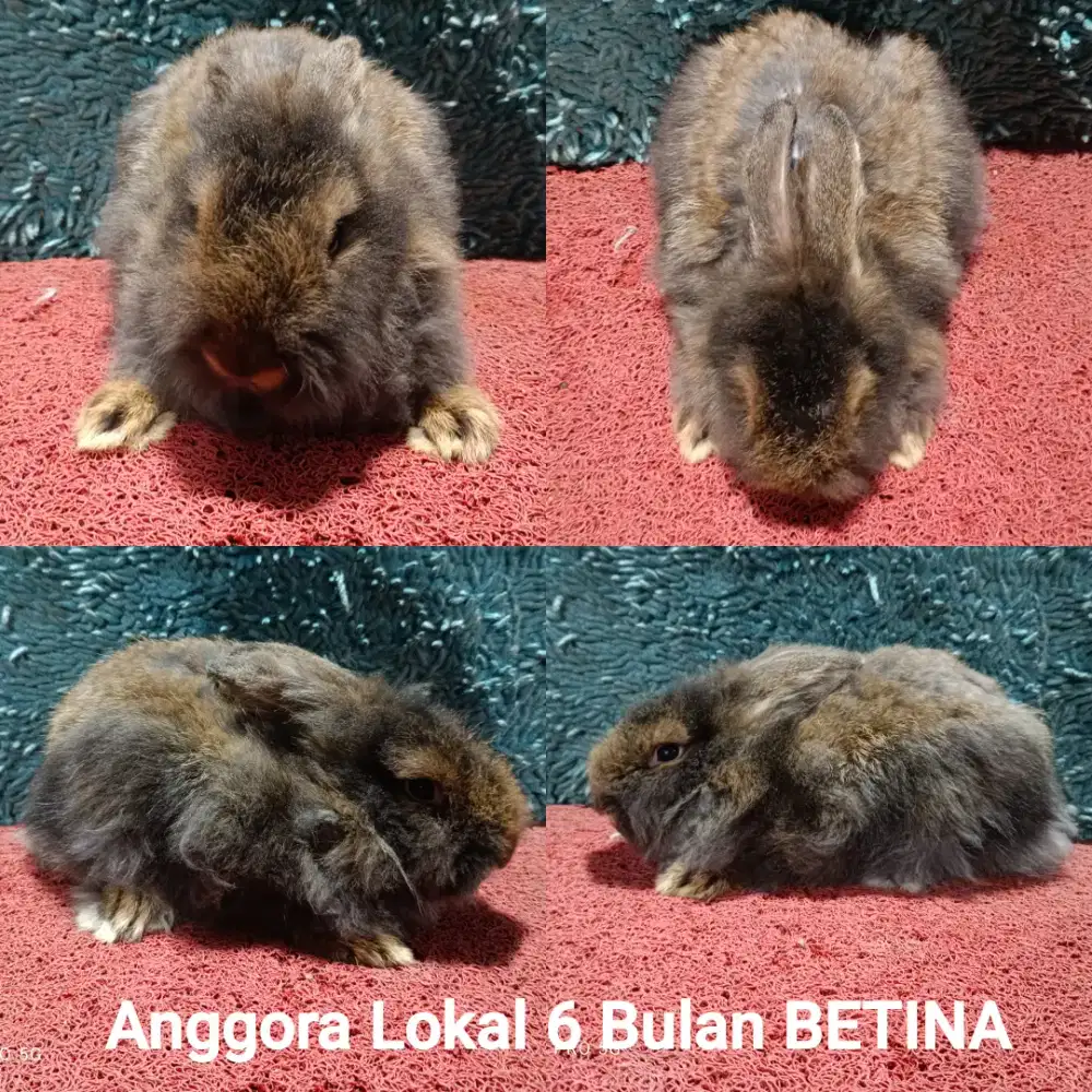 Calon Indukan Kelinci Anggora Lokal