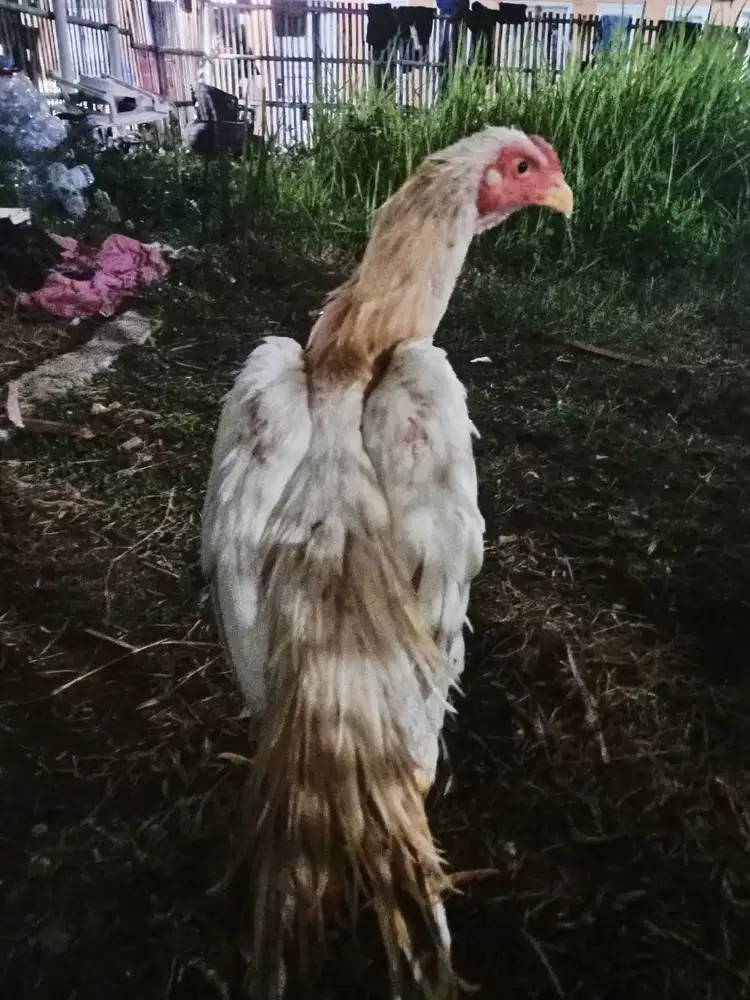 Ayam Bangkok ekor lidi sepasang