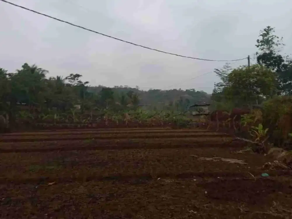 Di jual tanah sudah di tanam jati.harga sangat ekonomis legalitas SHM.sangat cocok untuk pertanian dan perkebunan