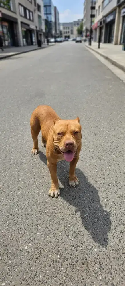 ANJING PITBULL JANTAN