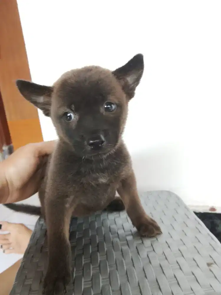 Anak anjing kintamani mix