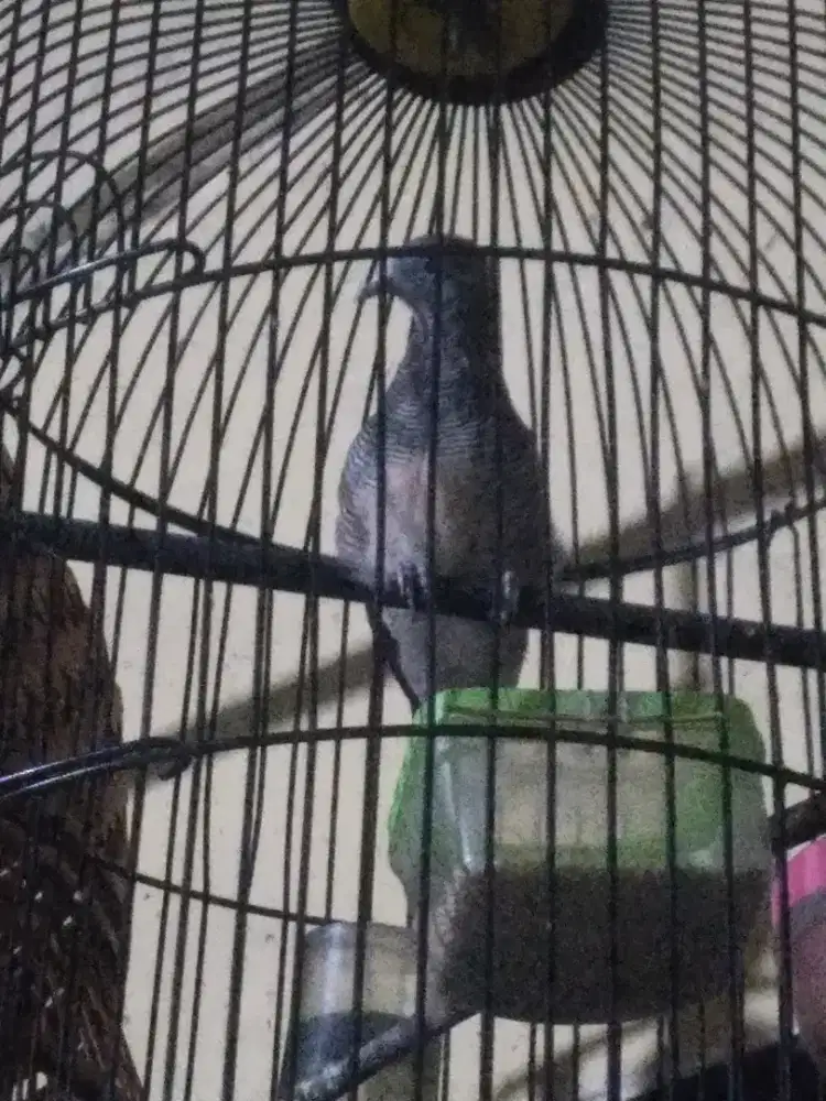 burung perkutut katuranggan