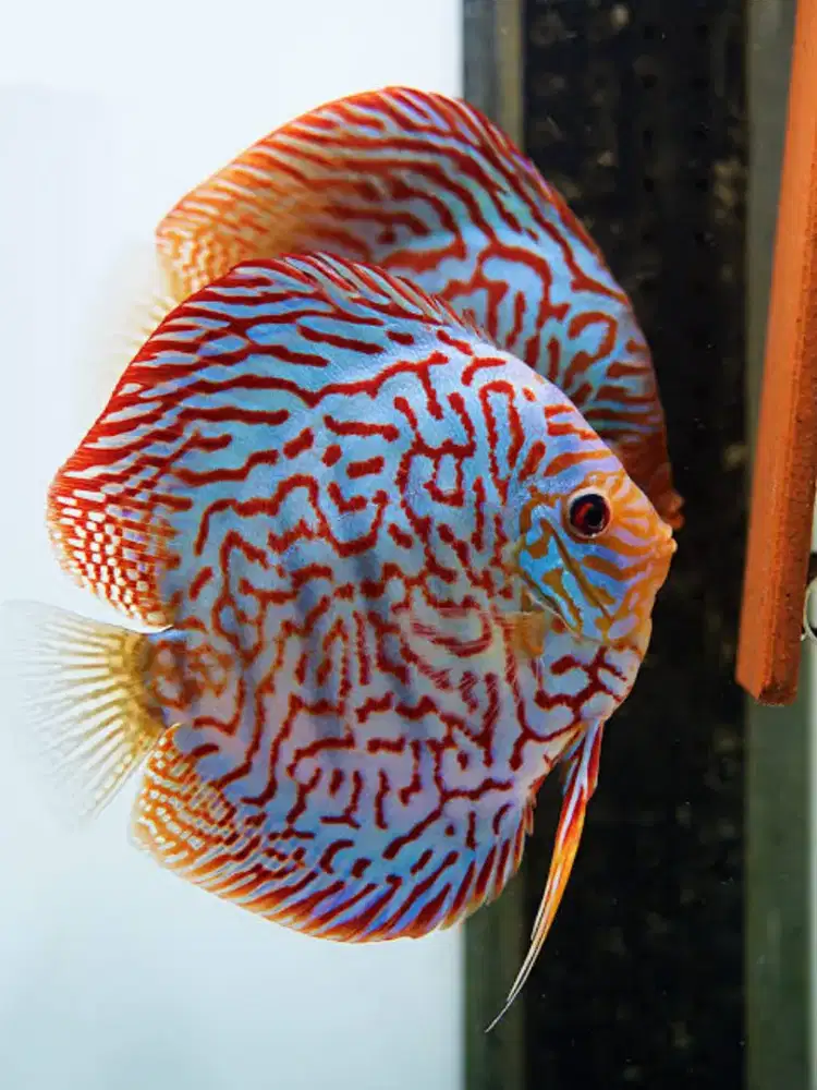 Discus Brilliant Blue Leopard +-4inch