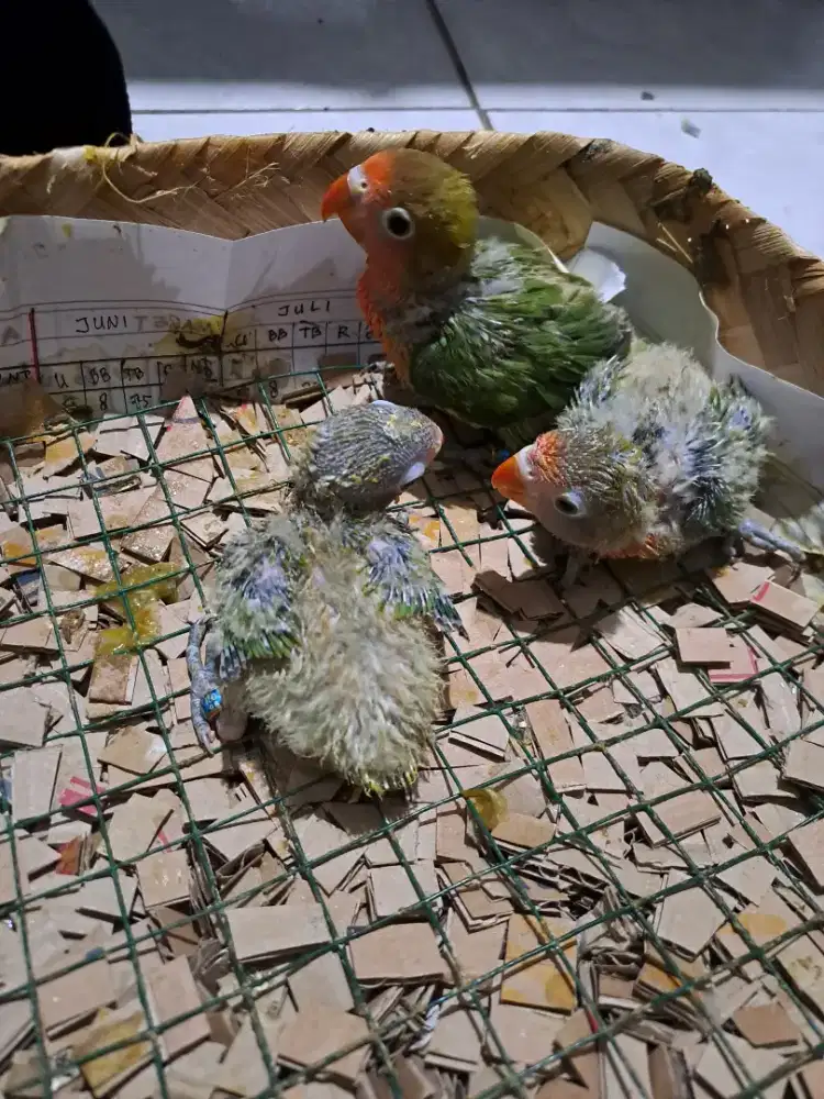 Lolohan love bird ijo fc 150/ekor