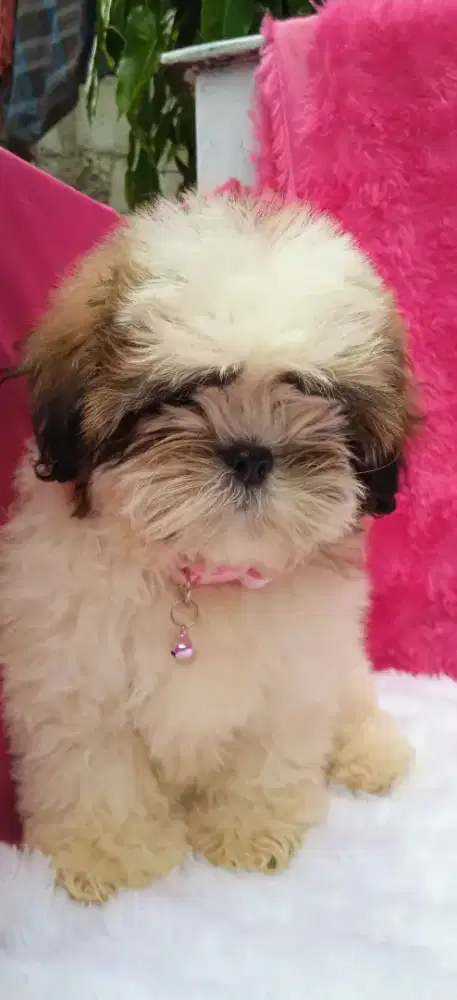 Shin Tzupuppy betina 3bulan nego