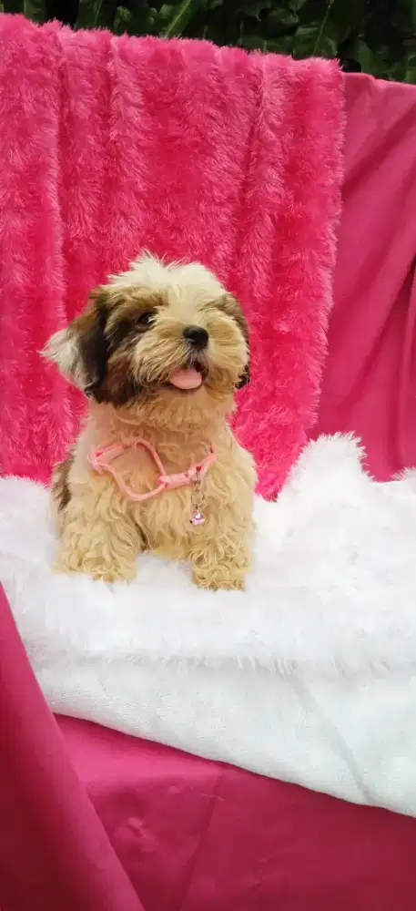 Shih Tzu puppy betina 3bln mini