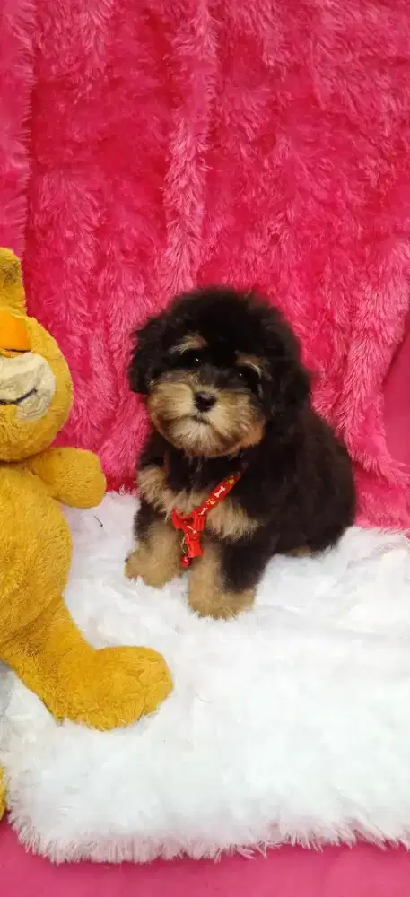 Shih Tzu  mix maltis 3bln jantan