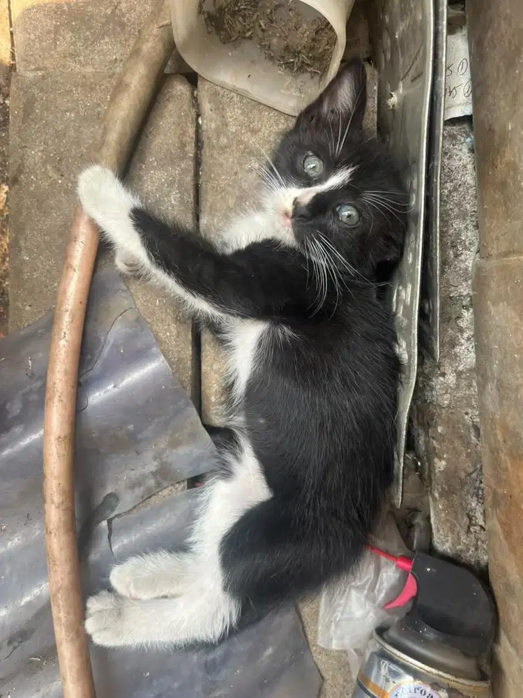 Anak Kucing Persia Kitten Umur 3 bulan