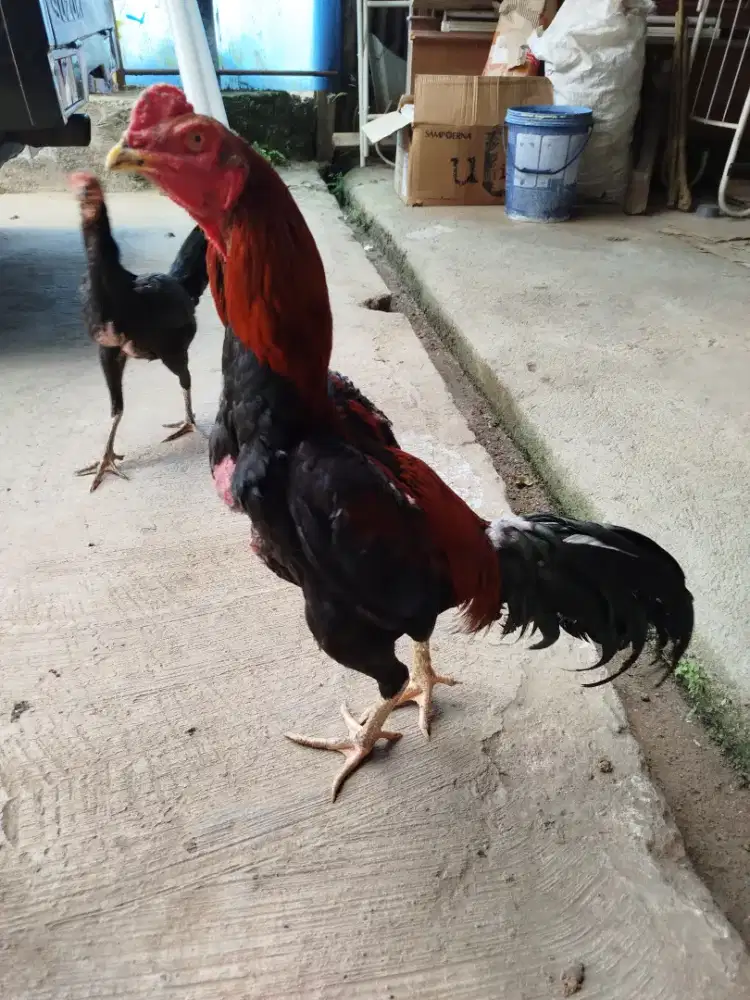 Ayam Bangkok dijual