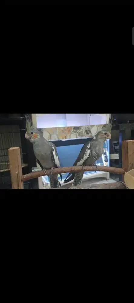 Burung Falk jinak bisa buat mainan atau hiasan