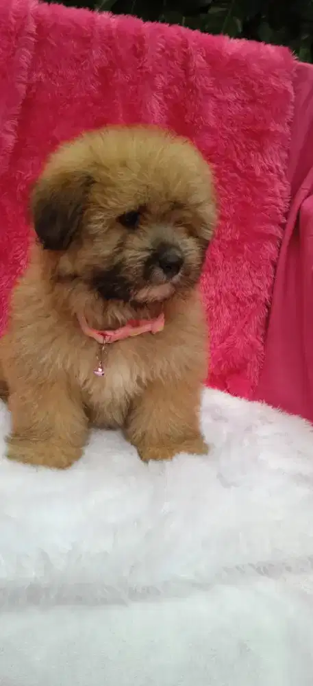 Shih Tzu mix maltis betina 3bulan nego