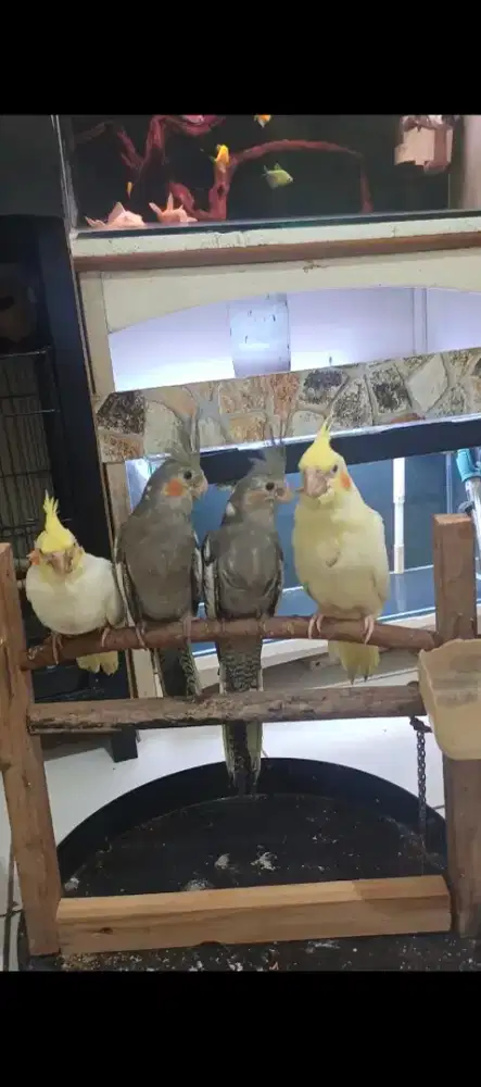 Burung Falk jinak