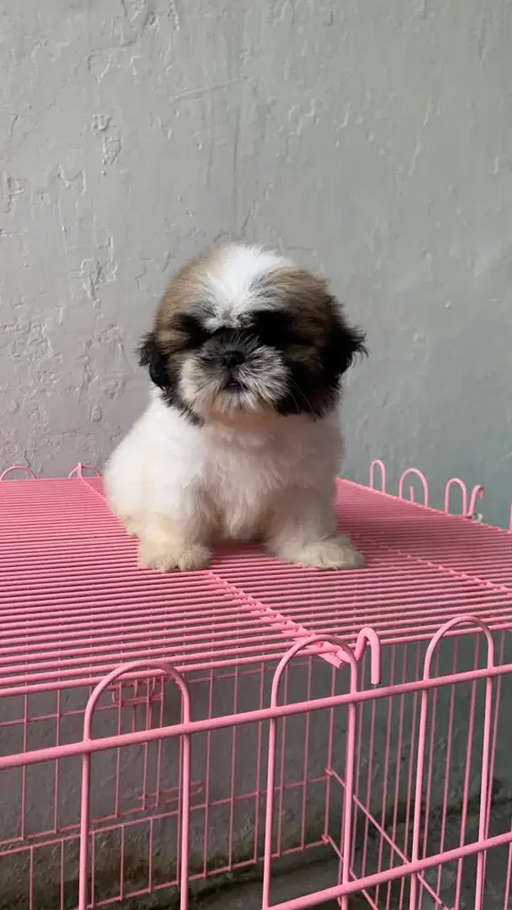 surabaya Anjing shihtzu shih tzu shitzu shitsu sitzhu