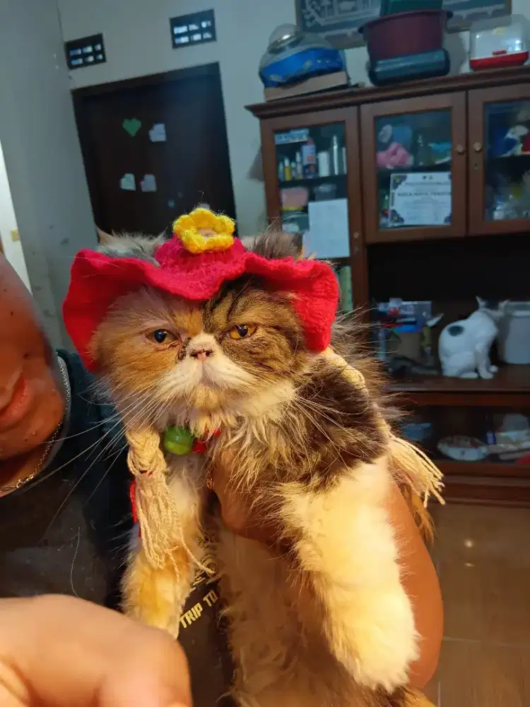 Oper adopsi kucing persia peaknose